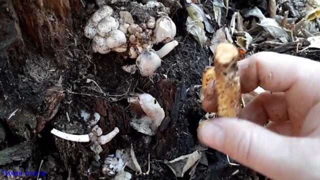 Чешуйчатка золотистая и навозник серый смотреть онлайн