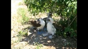 Голубоногая олуша и интересные факты о ней