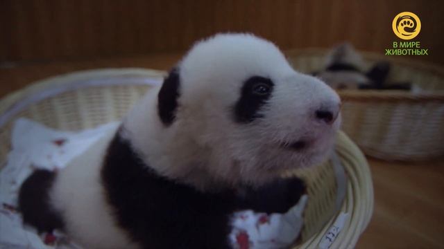 Анонс. В мире животных. Панды малыши. смотреть онлайн