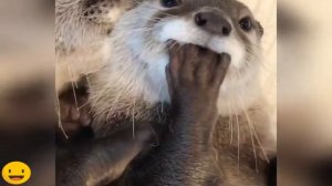 Самые милые выдры 2020 || The cutest otters