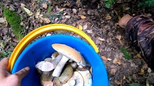 Где Любят Расти Чёрные Грузди в Лесу ! Собираем Грузди для Засола! Семейная Грибалка!