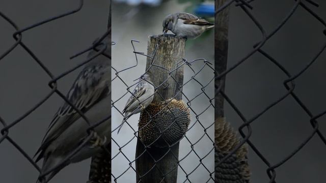 Домовые воробьи лущат семена подсолнуха.(Passer domesticus).