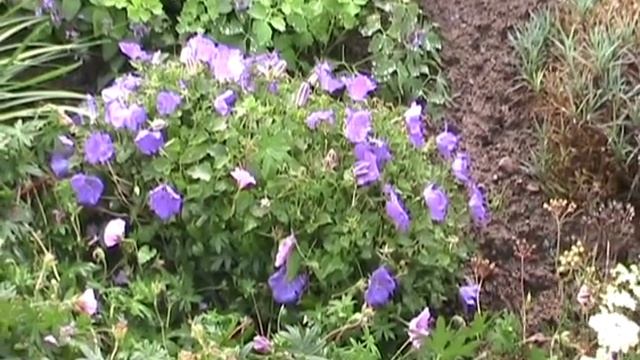 Campanula carpatica Blue Clips смотреть онлайн
