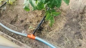Капельный полив делаю только так! Подробно о самом простом капельном поливе за одну минуту