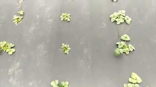 Клубника на агроспане и почему капельная лента снизу. смотреть онлайн