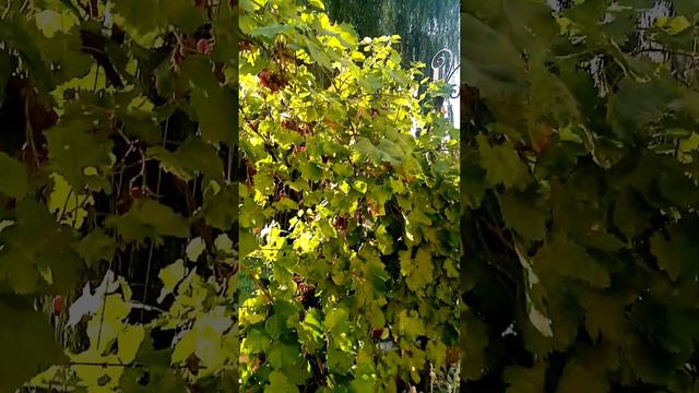 Борисполь Свято-Николаевская церковь смотреть онлайн