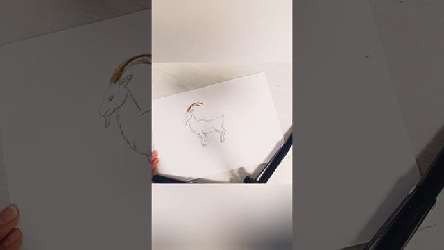 Стих про то,как коза замуж собиралась. Про козла. Рисуем козла. смотреть онлайн