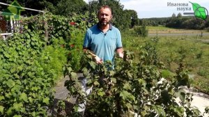 НЕ ОПОЗДАЙТЕ! ЭТО СРЕДСТВО УНИЧТОЖИТ ВСЕХ ВРЕДИТЕЛЕЙ В ЯГОДНИКАХ. Даже почвенных и скрытых.