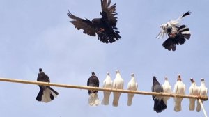 1000017787.mp4голубятник Нафаня.