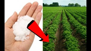 Как избавиться от колорадского жука За 3 Секунды!!!