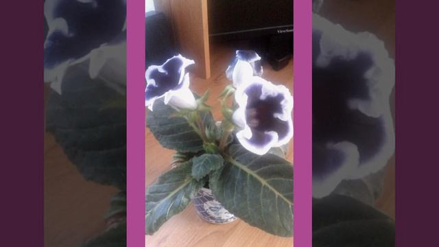 За окном зима, а на окне краса. смотреть онлайн