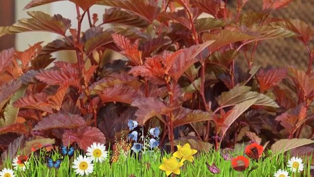 Пузыреплодник калинолистный Литл Энжел ? Обзор: посадка и уход. крупномеры: описание и особенности смотреть онлайн