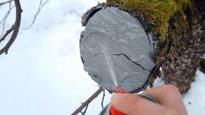 Не используйте садовый вар! Я расскажу почему?