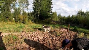 от 7500 в день. Делаем чипсы из русской картошки. Русская картошка-   начало.