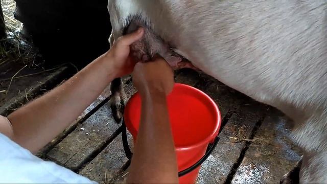 Доение козы и как узнать о вкусе молока смотреть онлайн
