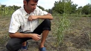 Окулировка персика