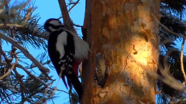 Алексей Брянцев Тебя мне подарила зима смотреть онлайн