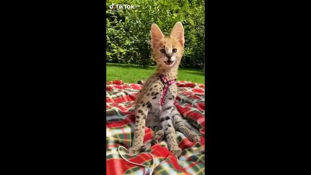 ?подборка видео про животных? смотреть онлайн