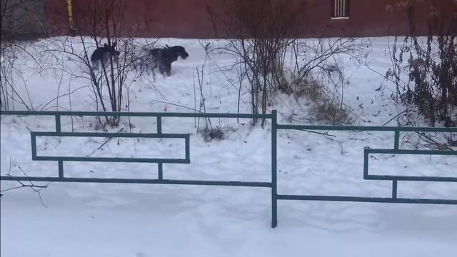 ЯГДТЕРЬЕР 5 МЕСЯЦЕВ ПРОТИВ ПИТБУЛЯ 8 МЕСЯЦЕВ. КТО КОГО!?