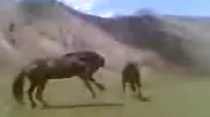 лошадиные бои