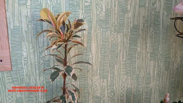 Фикус эластика сорт "Мелани", форма варигатная. Ficus elastica melany varegated