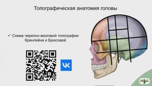 Черепно-мозговая топография. Схема Кренлейна-Брюсовой