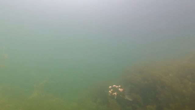 Больная рыба! ЩУКА МУТАНТ! Sick pike!