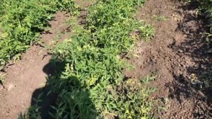 Топ Сорт Помидора Солероссо И удобрения по Помидору