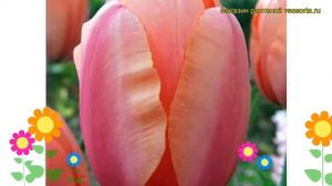 Тюльпан дарвин Априкот Импрешн. Краткий обзор, описание характеристик Apricot Impression