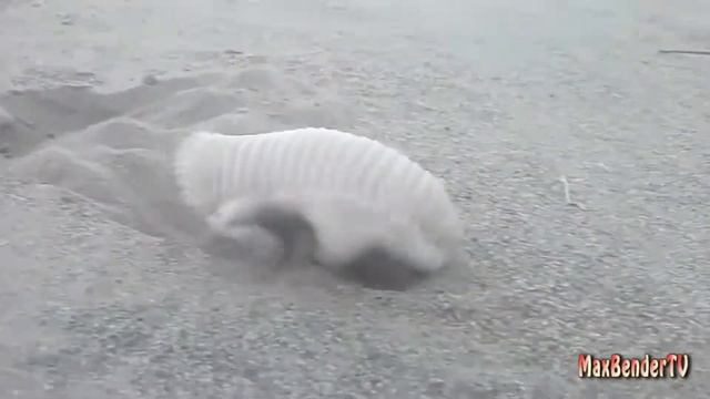 Броненосец Карликовый. БРОНЕКРОТ) смотреть онлайн