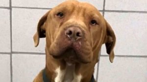 Собака тряслась от горя и боли без остановки, она была в глубоком отчаянии! История до слёз