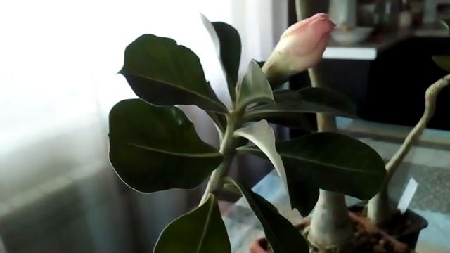 Пустынная роза - адениум. 7.10.2019 смотреть онлайн