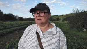 Фитоспорин против фитофтороза . Часть 2. Борная подкормка томатов.