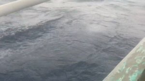 ЛОВЛЯ РЫБЫ В ТИХОМ ОКЕАНЕ (ВТОРАЯ ИЗ ЧЕТЫРЕХ ЧАСТЕЙ РЫБОЛОВНОГО ПРИКЛЮЧЕНИЯ). ЯНВАРЬ 2023 ГОДА