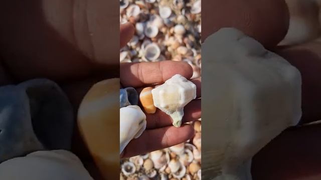 какие ракушки есть на средиземном море. смотреть онлайн