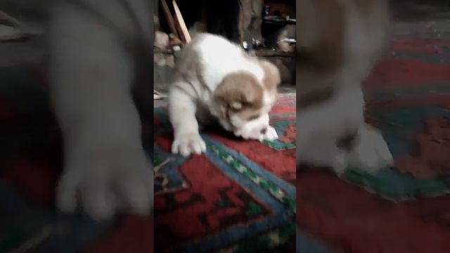 Цаубер💙 Продан. Чехия🌎+79089119788.Питомник Из Дома Капалак смотреть онлайн