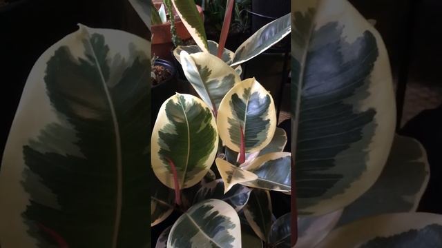 Ficus elastica variegated