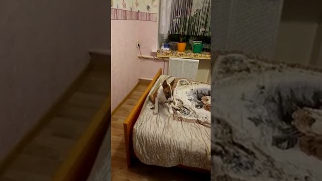 Тайсон,Бультерьер миниатюрный