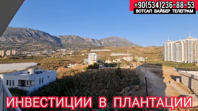 НЕДОРОГО квартира в Алании на берегу моря недвижимость в Турции в комплексе с большим парком