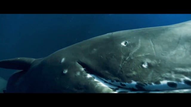 морские гиганты