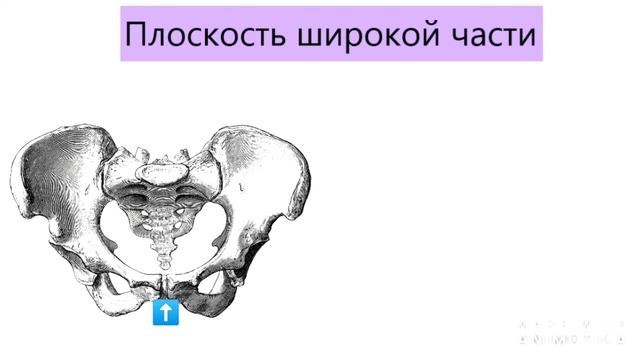 Анатомия таза. Плоскости и размеры таза. смотреть онлайн