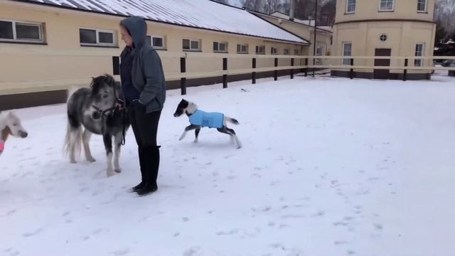 Пижамная вечеринка у жеребят - породы Американская миниатюрная лошадь