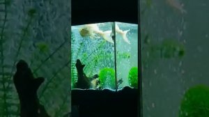 парчовый сом птеригоплихт золотой