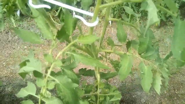 Секреты правильного формирования кустов томатов - 3 смотреть онлайн