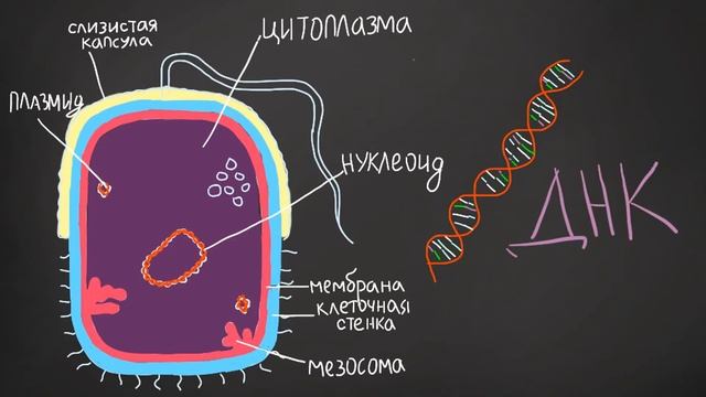 Прокариотическая клетка днк находится