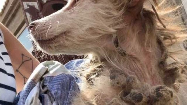 Облезлая собака вжималась в угол… А теперь ее просто не узнать смотреть онлайн