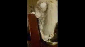 😻🐶Очень смешные моменты с кошками и собаками😻🐶Funny cats and dogs😻🐶№ 10