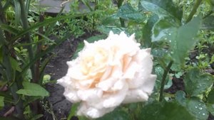 Розы от  "Нака-Нока"  Quiksand - Зыбучие пески, Magic Moment - Магик Момент