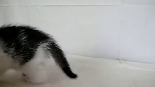 6) black-white cat male (черно-белый кот) смотреть онлайн