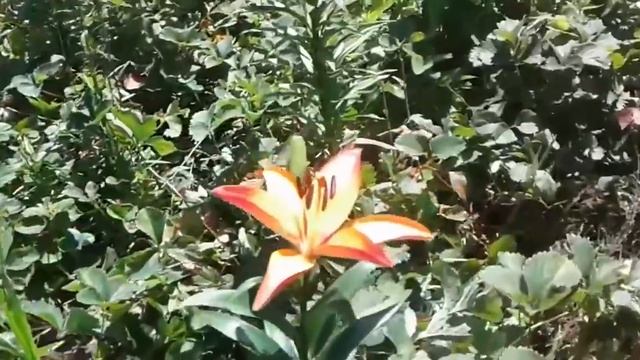 Прекрасная лилия Страчателла Событие.. Beautiful lily Stracatella Event смотреть онлайн